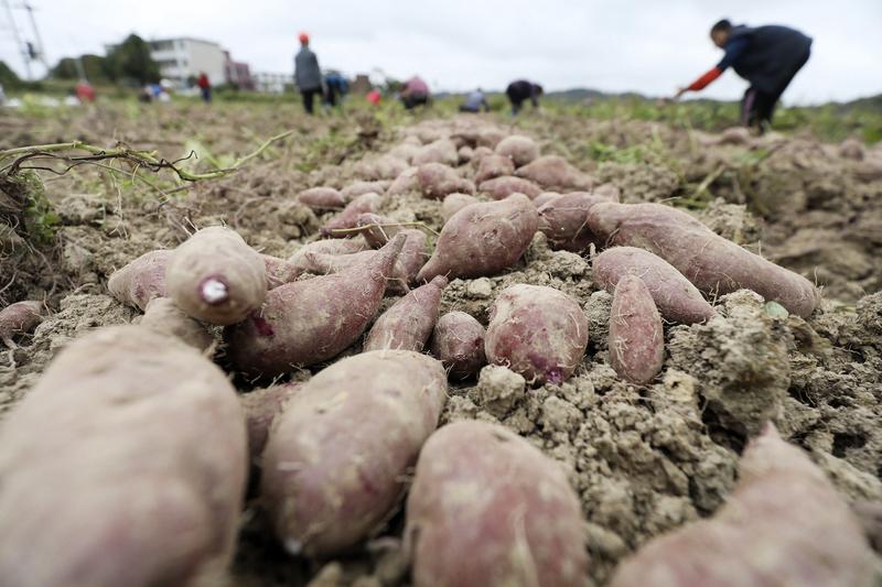 2块钱的红薯真就不如4块的紫薯？这还真不一定。从营养上看，紫薯花青素含量高，类