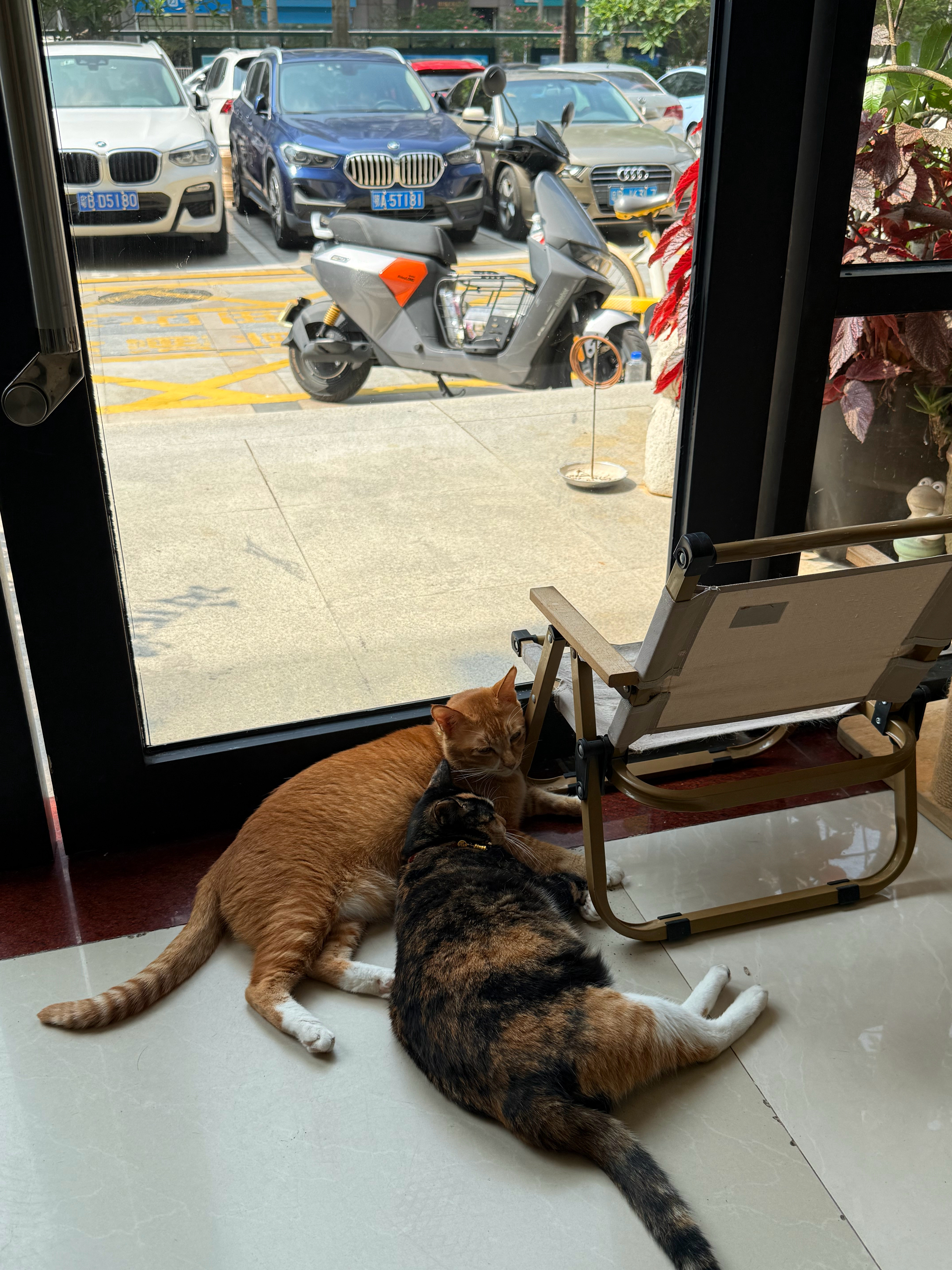 好恩爱啊，有点羡慕了怎么办！[捂脸哭]猫咪中秋月圆遇萌宠​​​