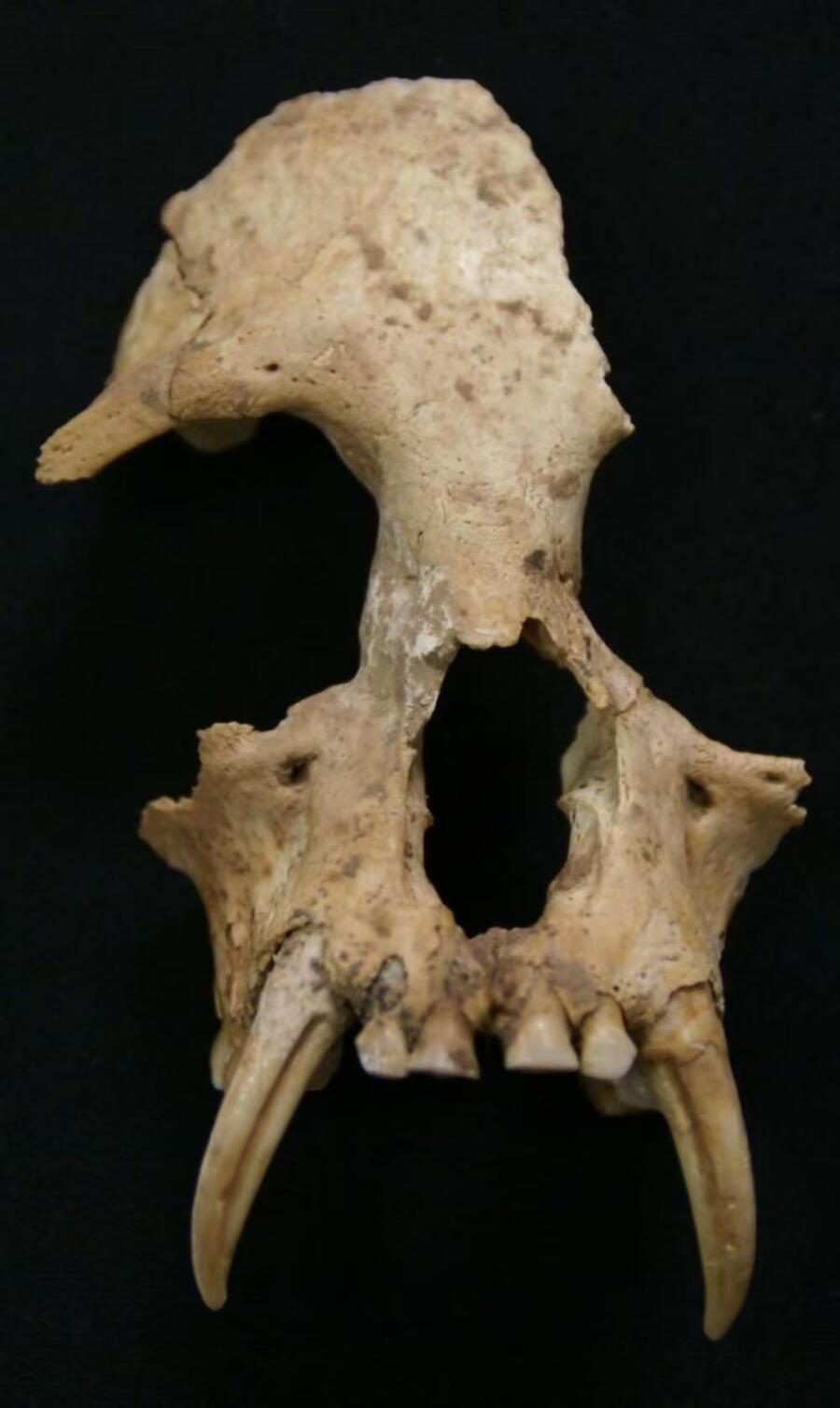 秦始皇祖母陵又有惊人发现！2004年，陕西省考古研究院在发掘其祖母夏太后陵园时