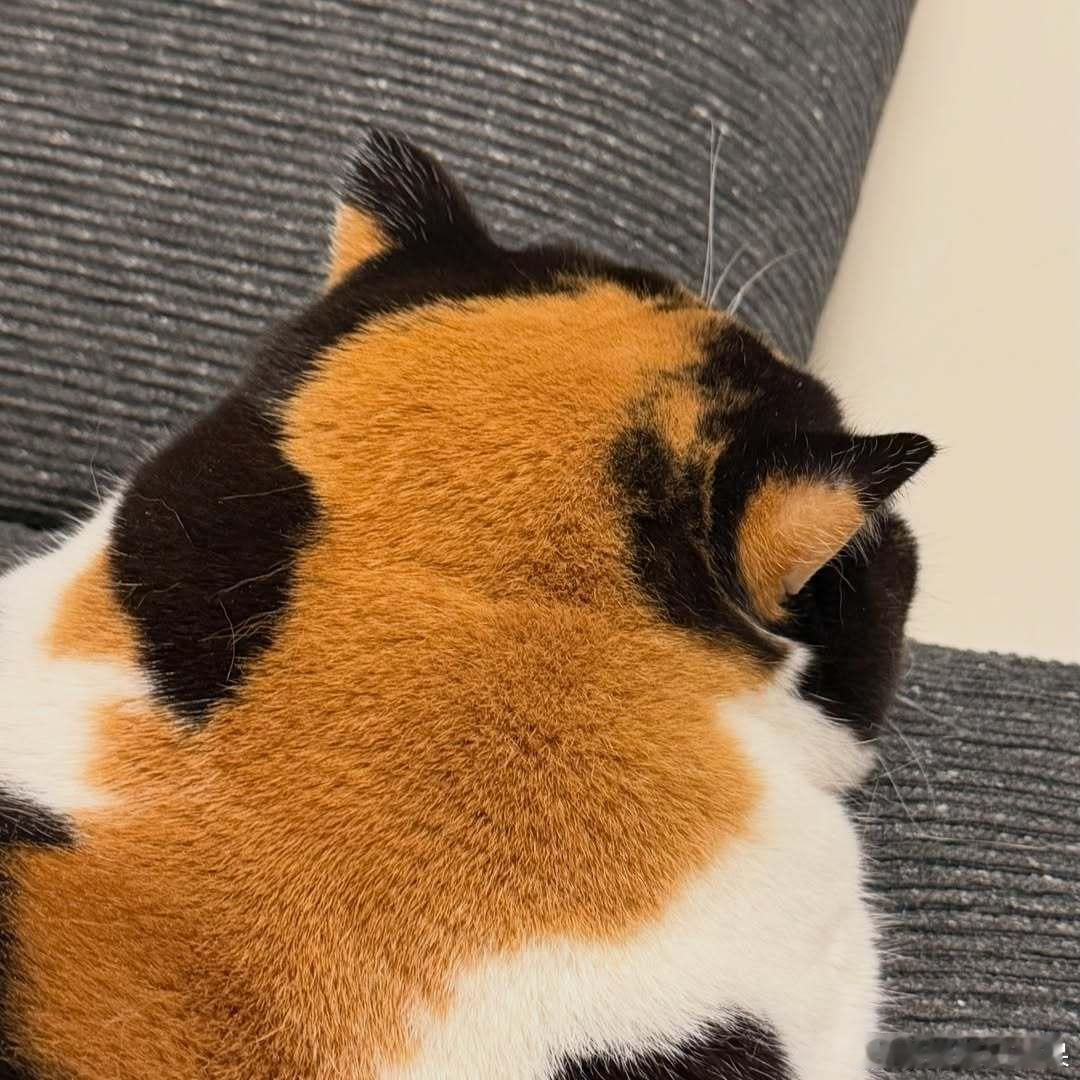 饭团猫后脑勺也太萌了点..cr：oage_cat