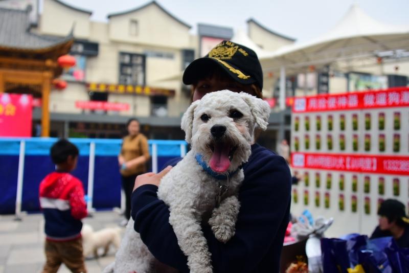 悬赏5千寻狗半月，等来的却是“被炖了”？主人崩溃：它是我的家人啊！你敢信？花