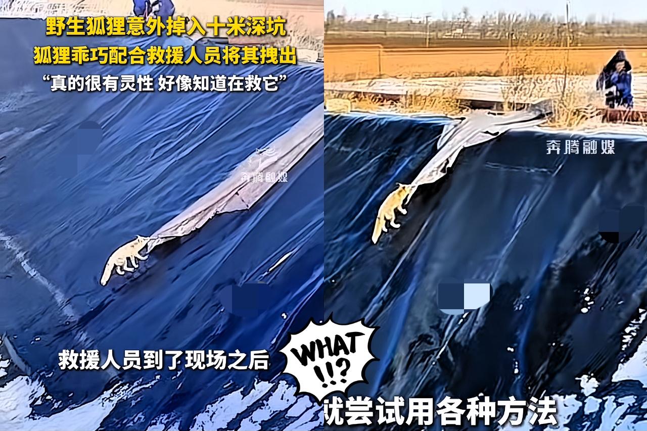 科学都解释不清了！内蒙古，一只野生狐狸不小心掉进10米深坑。救援人员放下