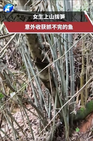 反转！贵州大姐救鱼引全网争议！4月28日（发布）贵州深山，一女子上山拔笋途中，偶