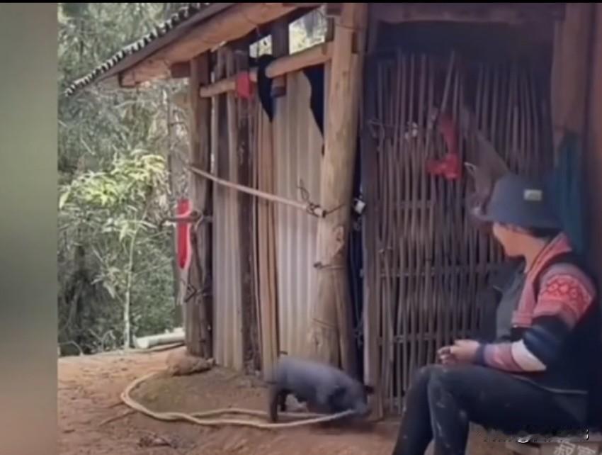 云南一个励志的小黑猪，为了活命，拼命帮主人干活，最终获得免死金牌！小黑猪从小就