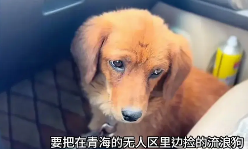 好心收养流浪狗，狗总惹祸。博主在青海无人区捡到大黄流浪狗，带回来之后经常咬人，博