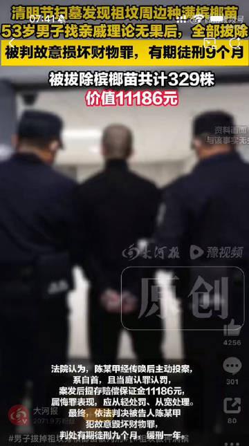 海南一位53岁的陈某甲，在清明节去给自家祖坟扫墓的时候，发现祖坟周边被人种满了槟