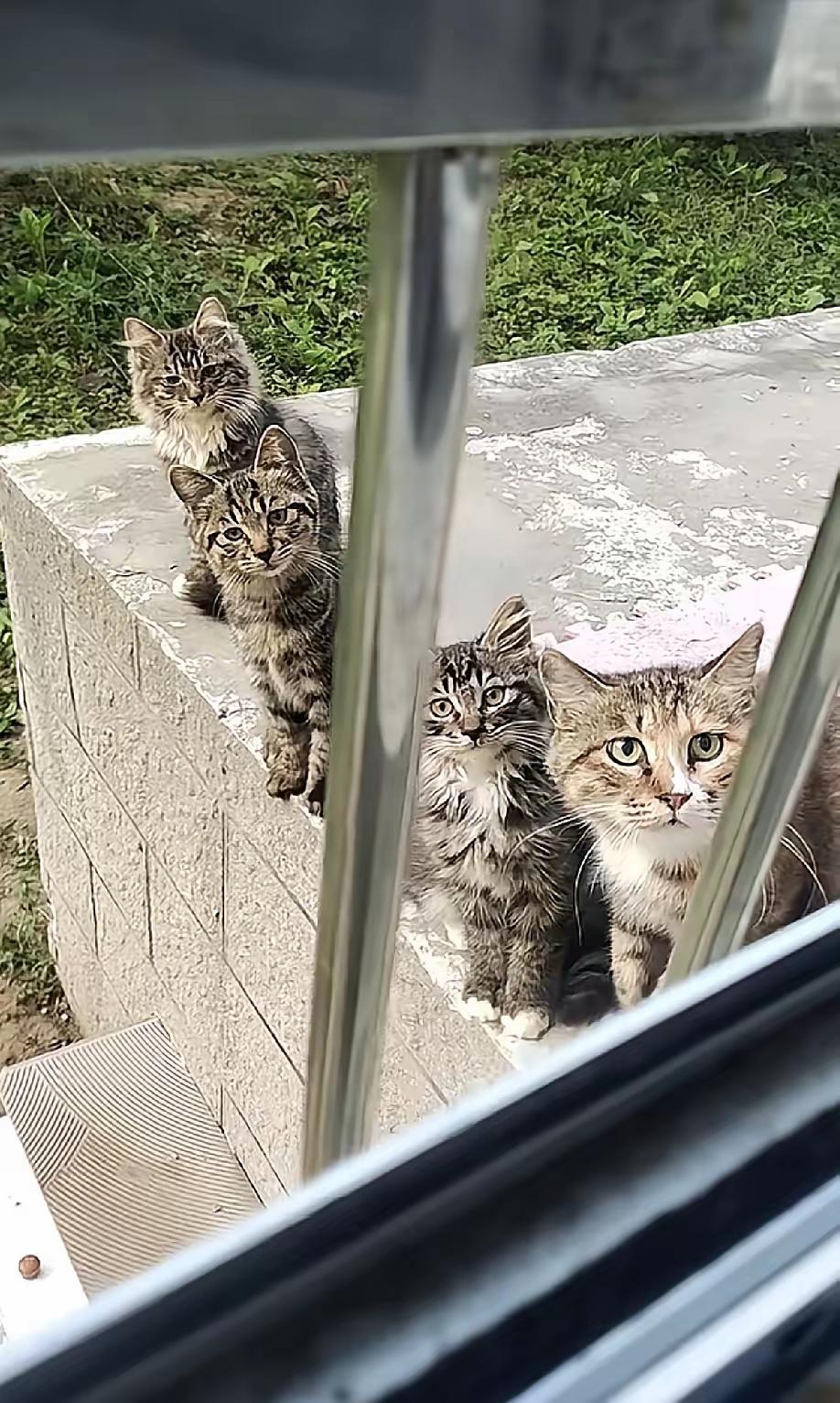 千万不要心软，投喂小区里的流浪猫。真不是我夸张，一次心软就可能被“喵星人”