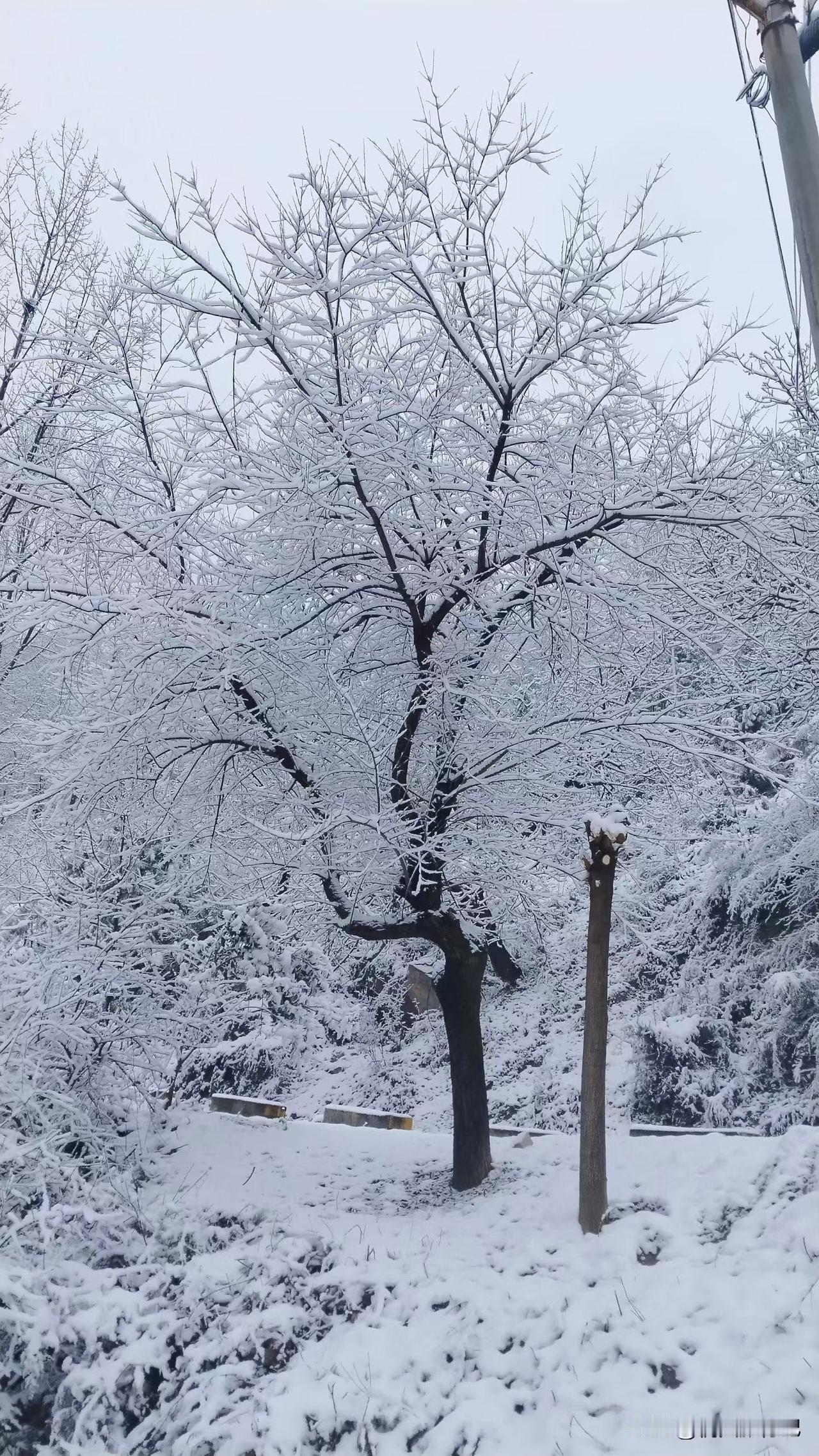 2026年，新年第一天，西安秦岭天子峪东岭，漫天飞雪，银装素裹，大雪下的童话世界