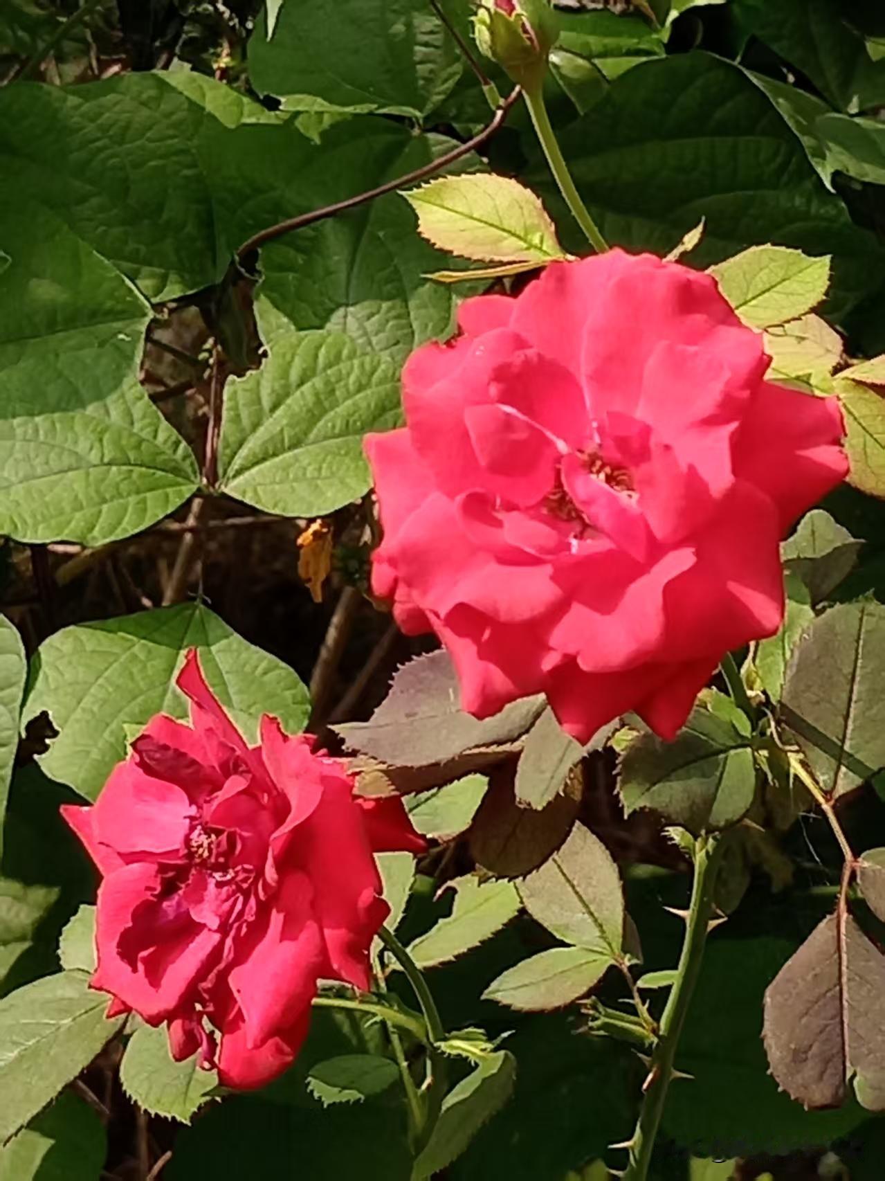 人们都说夏天百花斗艳，万紫千红绽放盛开，其实秋天也是如此，只要老天给机会，它们绝