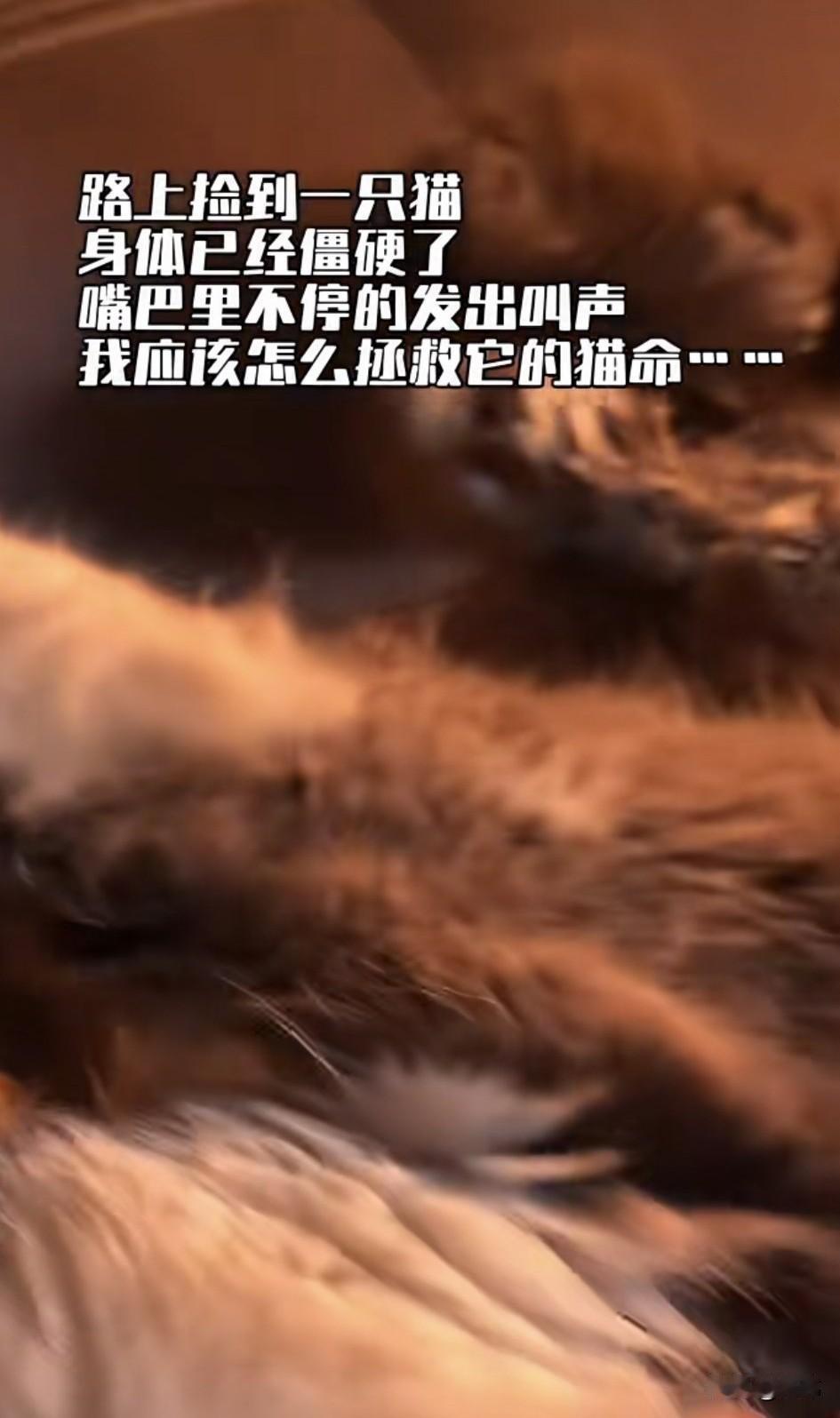 泪目了！这天夜里，一位小哥哥下班回家，当他走到一条小路上的时候，听到路边有小猫虚