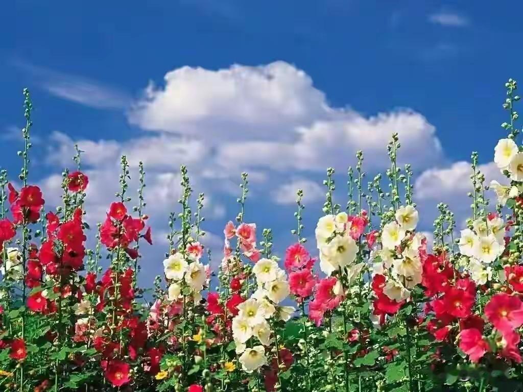 婚恋专家说：“为什么男人拼尽全力也要结婚，因为他请不起保姆，请不起保洁，请不起