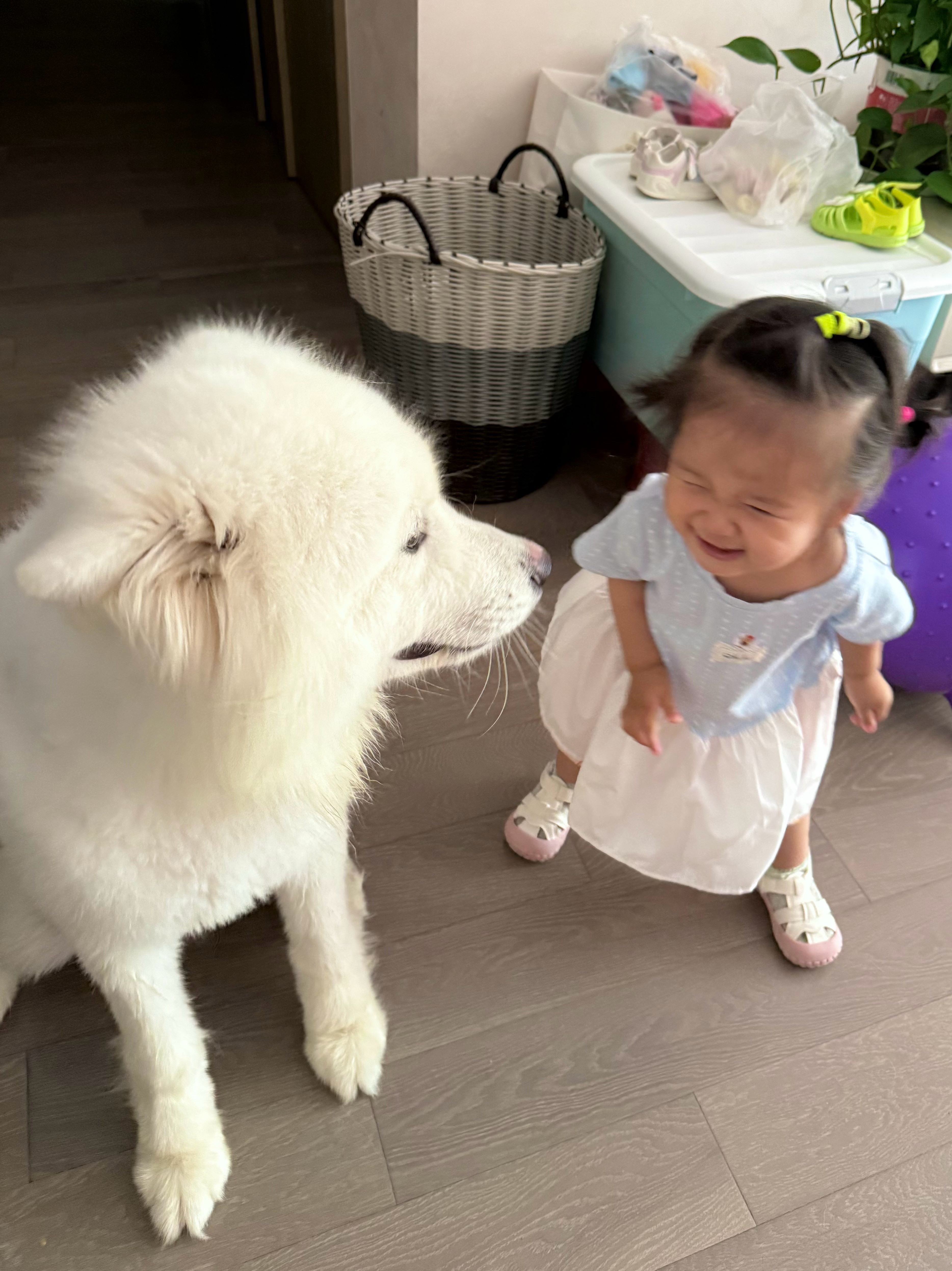 女王早期训狗实录