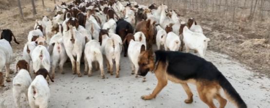为什么狼群不敢袭击有牧羊犬的羊群？一位牧民解释说，在野外，如果狼攻击牧羊犬，这些
