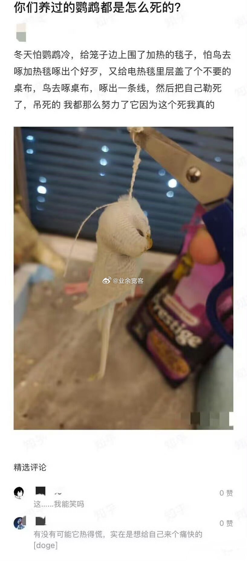 你们养过的鹦鹉都是怎么死的？