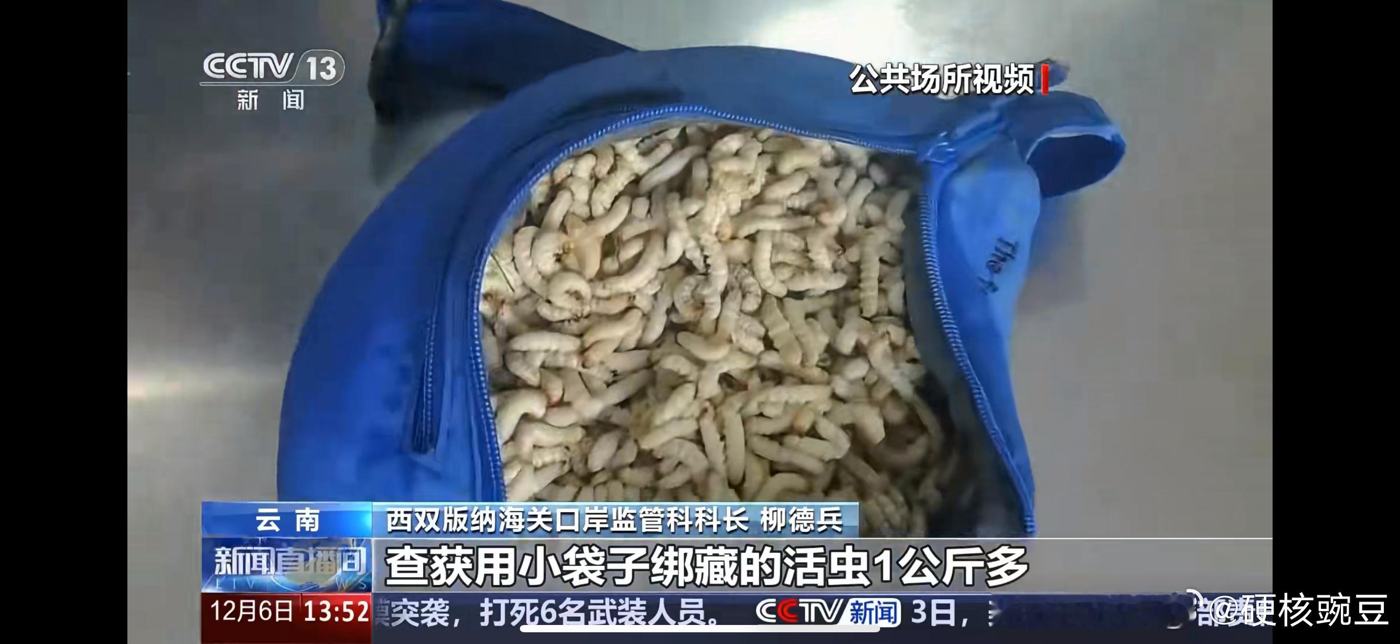 女子裤子内藏2斤多活虫入境看了一下，这个东西叫竹虫，上次在云南我的朋友们吃炸虫