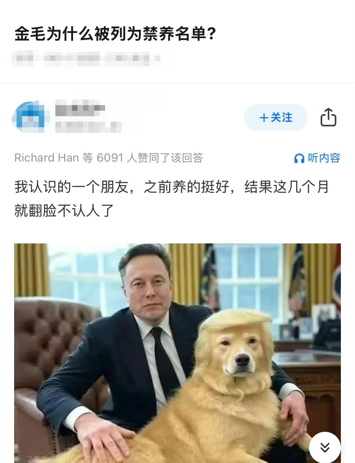 金毛为什么被列为禁养名单？懂了！