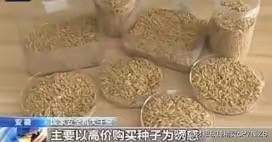 “应该立即死刑！”央视新闻在4月14日曝光了一起惊天大案：我国杂交水稻之父袁隆平