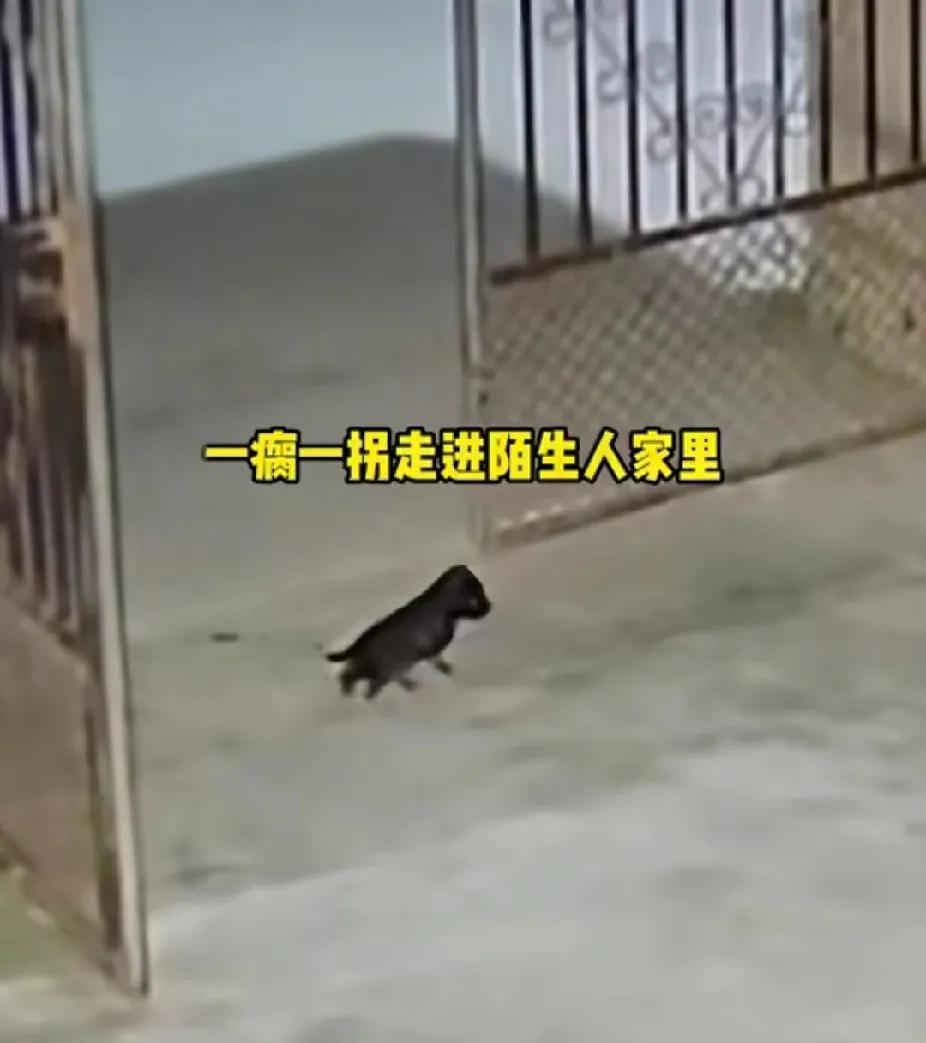 缘分真的妙不可言！“残疾”的他被一只“残疾小狗”选中了。7月6日晚，江西一家小院