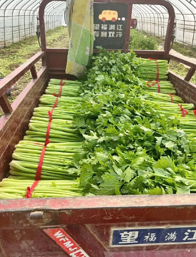 家人们谁懂啊，我妈真给我出了个大难题！今年家里种了大片芹菜，收获的时候才发现，这