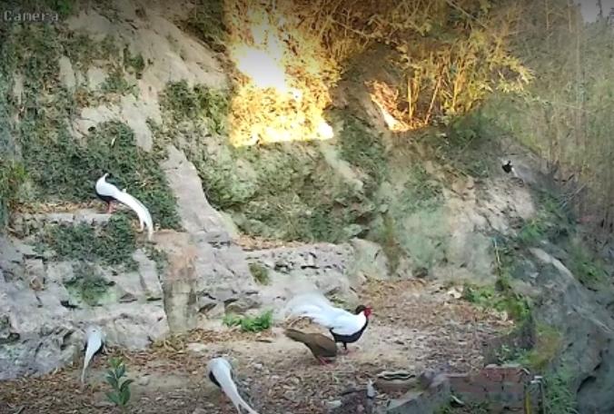 谁能想到，浙江乐清村民王维这一喂，就是一场跨越9年的温柔约定，一万多斤谷子，喂出