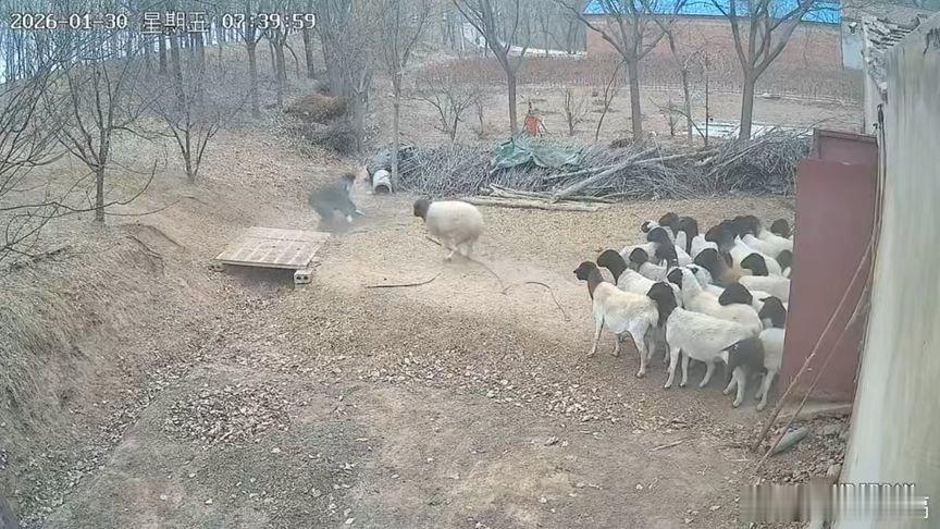 凤凰新闻【头羊突然把主人撞翻，接下来，把网友的眼泪都笑出来了】头羊突然把主人撞翻