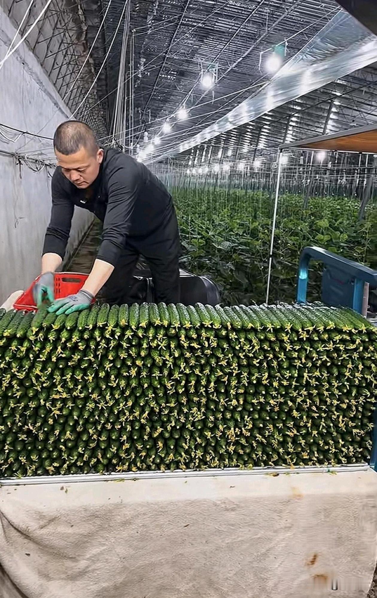 这黄瓜怎么可以种的这么均匀，有啥妙招吗？