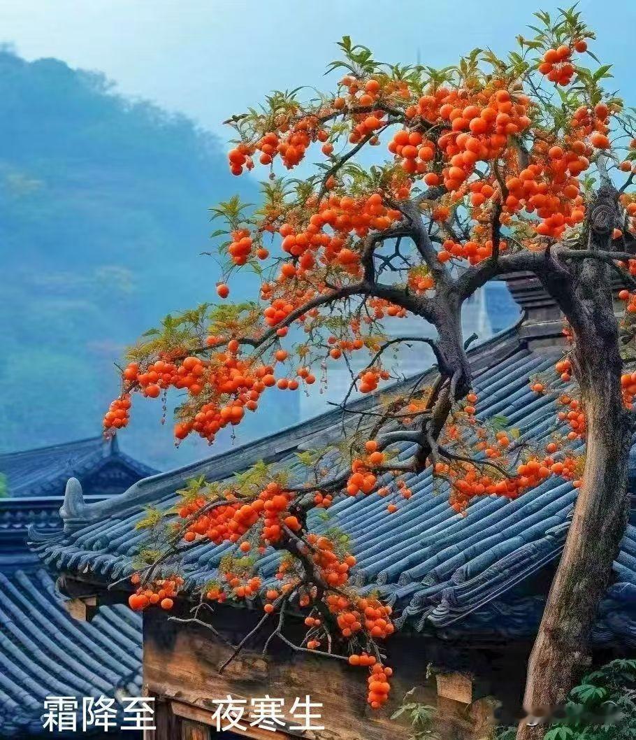 霜降的西宁，雨落金秋，别过最后一页温柔。今日霜降，西宁的秋日剧本却悄悄改了结