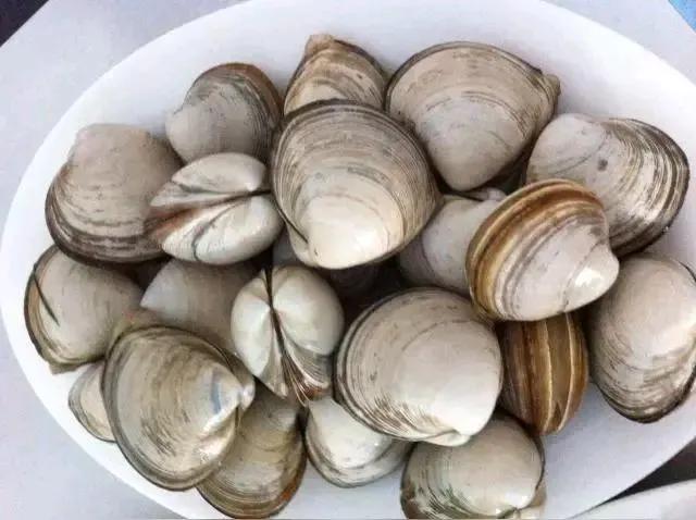 给到海边旅游的朋友再普及一下，这个东西叫蛤蜊，念“gala”，不念“geli”[