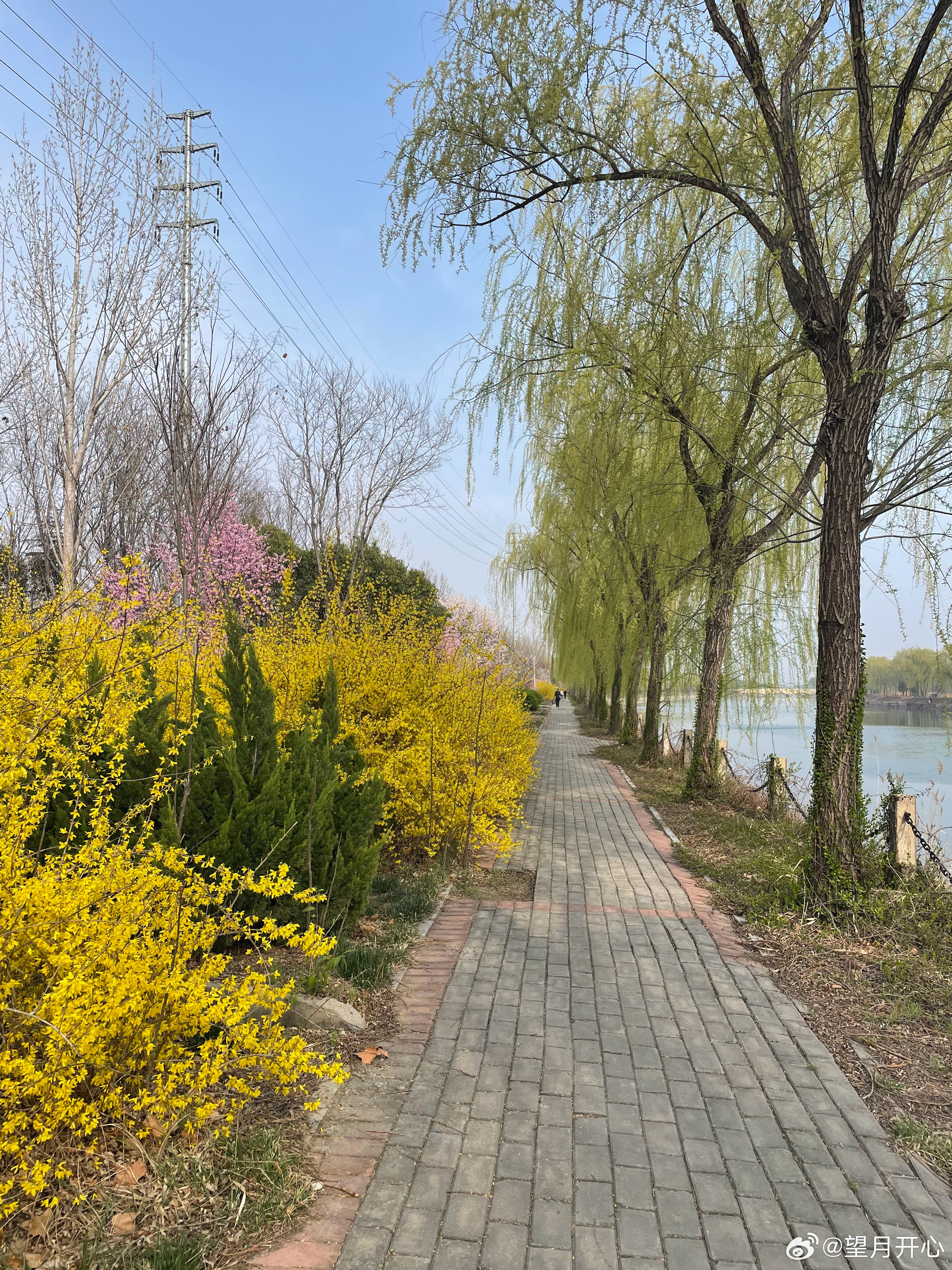 踏青寻春色茌平的春天—-漫步在茌新河畔真的舒服花红柳绿油菜花连翘迎春花的黄色点缀