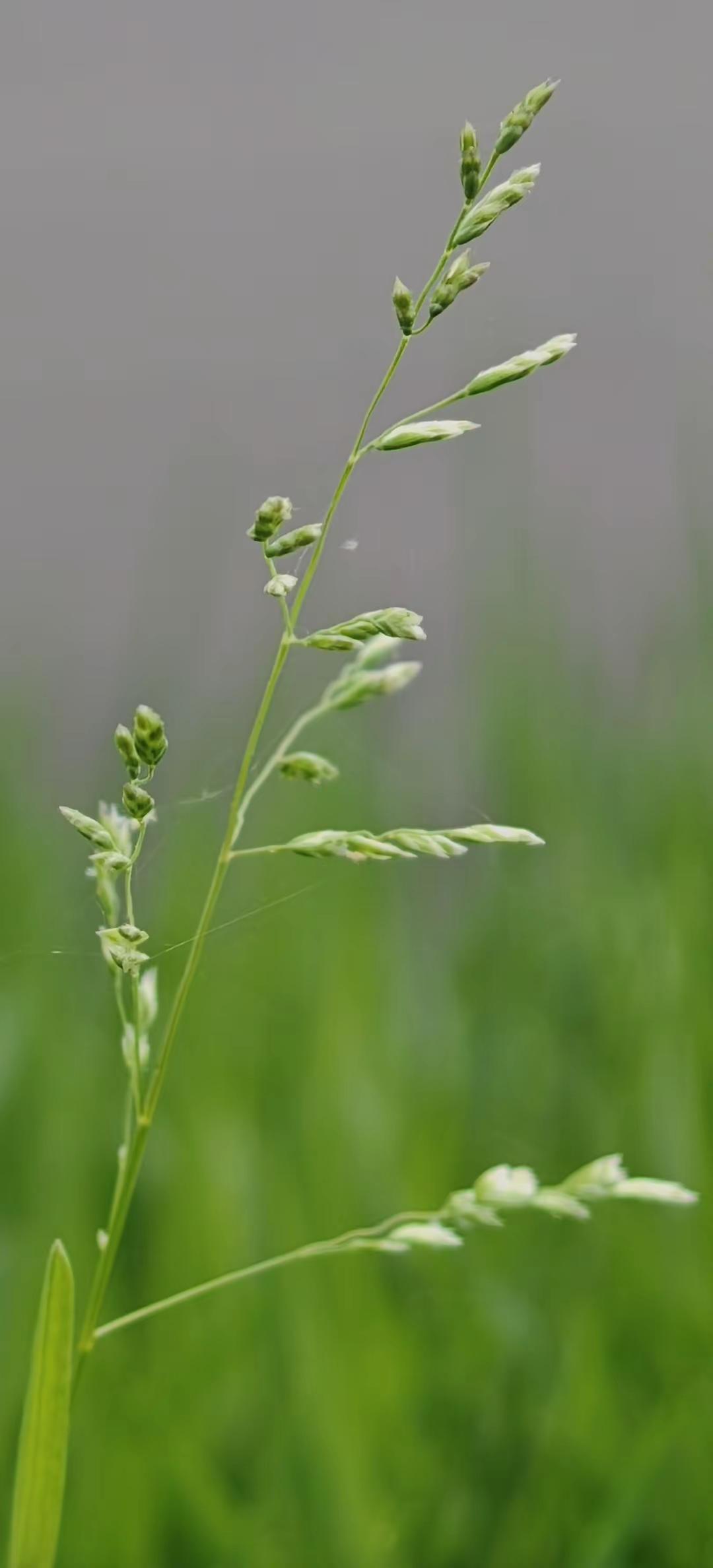 你的镜头里的春天是什么样的？交换你镜头里的春天手机摄影技巧春天就要出去野春