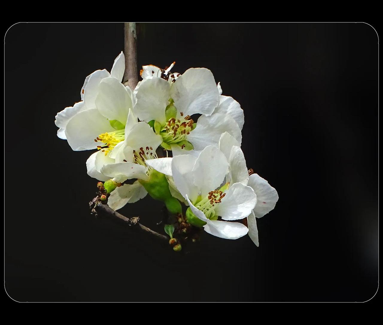 《绿萼白花海棠》这种海棠花，也叫木瓜。木瓜有好几种，不知道是哪一种木瓜。开白花