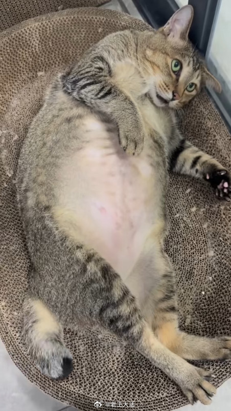 果然，很多物种胖了，就很……​​​