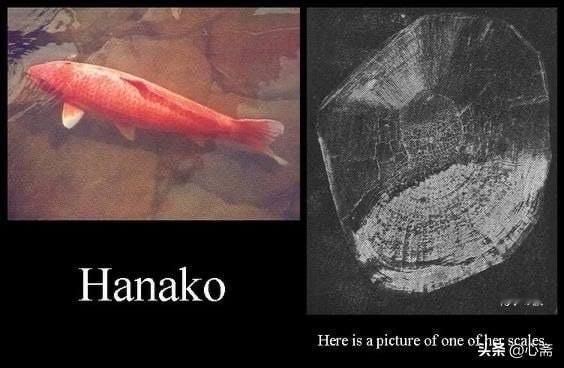 世界上有记录寿命最长的锦鲤：花子（Hanako），享年226岁。根据历史