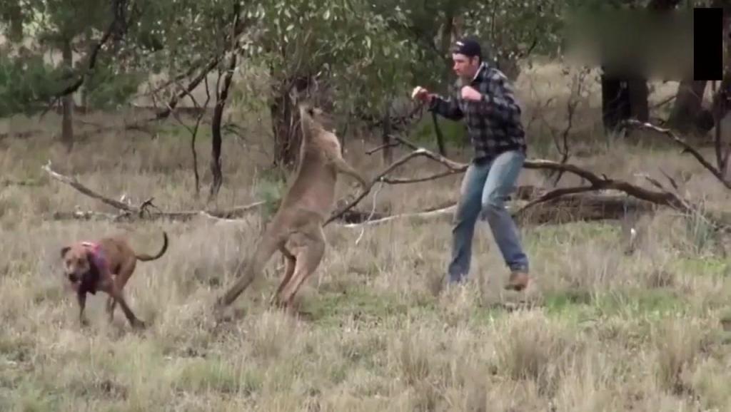 2011澳洲净宗学院成立十周年 回顾与展望(悟道