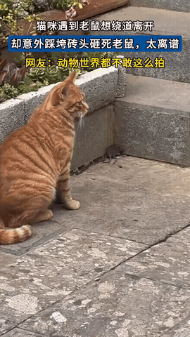 离了个大谱！猫咪在院子里晒太阳，突然跑出一只老鼠，直接和猫咪面对面，猫咪想想，我