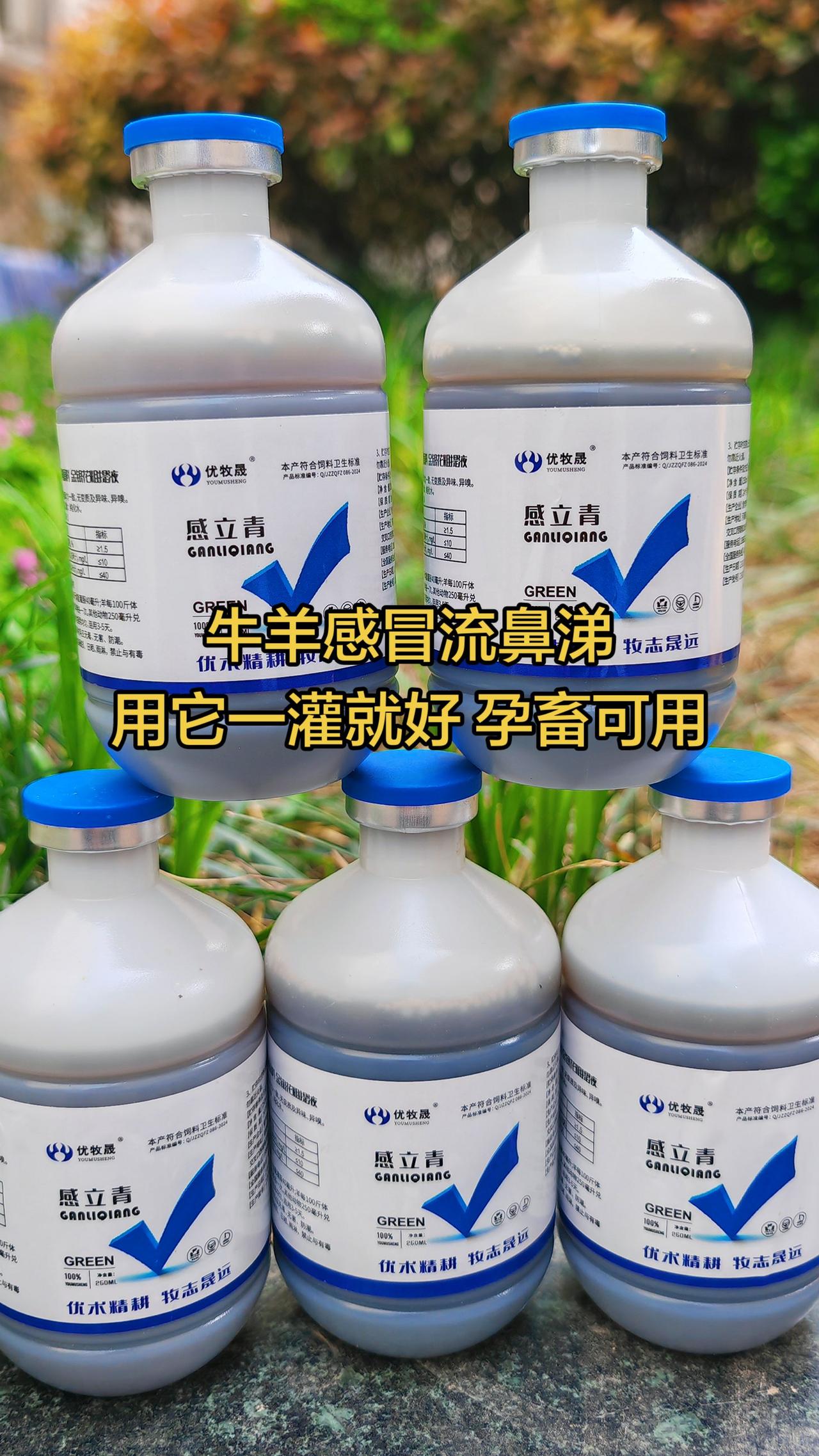 养羊人农村养羊牛羊养殖