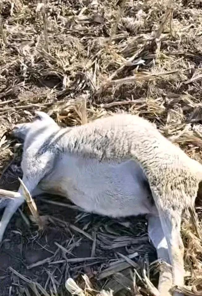 知人知面不知心啊，一次灭顶之灾竟然是“朋友”所为！近日，山西一农户所养的