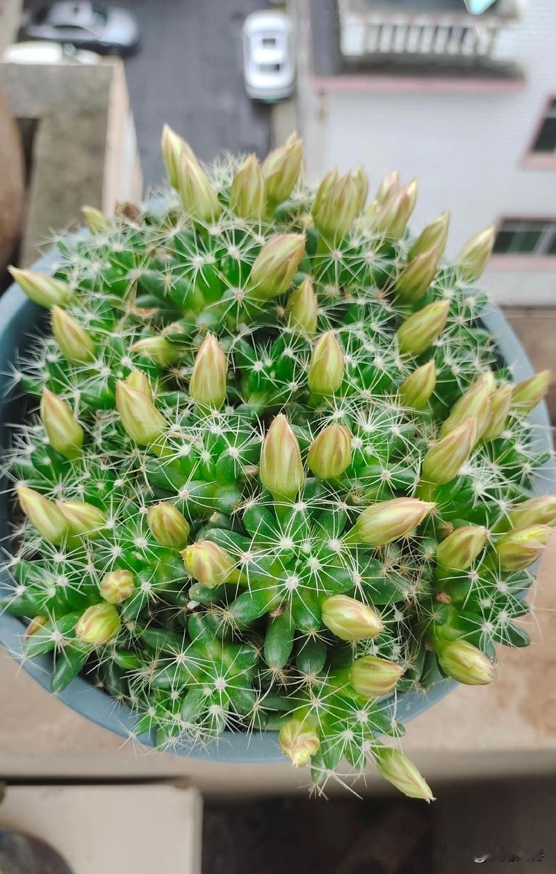 看到叛逆期的孩子，就觉得年轻人不生孩子太英明了。我侄子从小跟着我爸妈长大，也