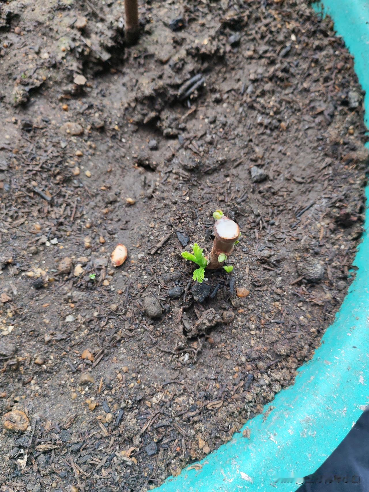 真心话茶局刚刚的话题很多多都选工作能力更重要。应该是分地方。如果在私企工作能力应