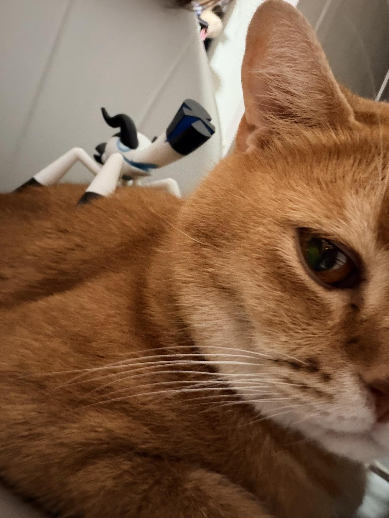 践踏小猫咪！践踏他们