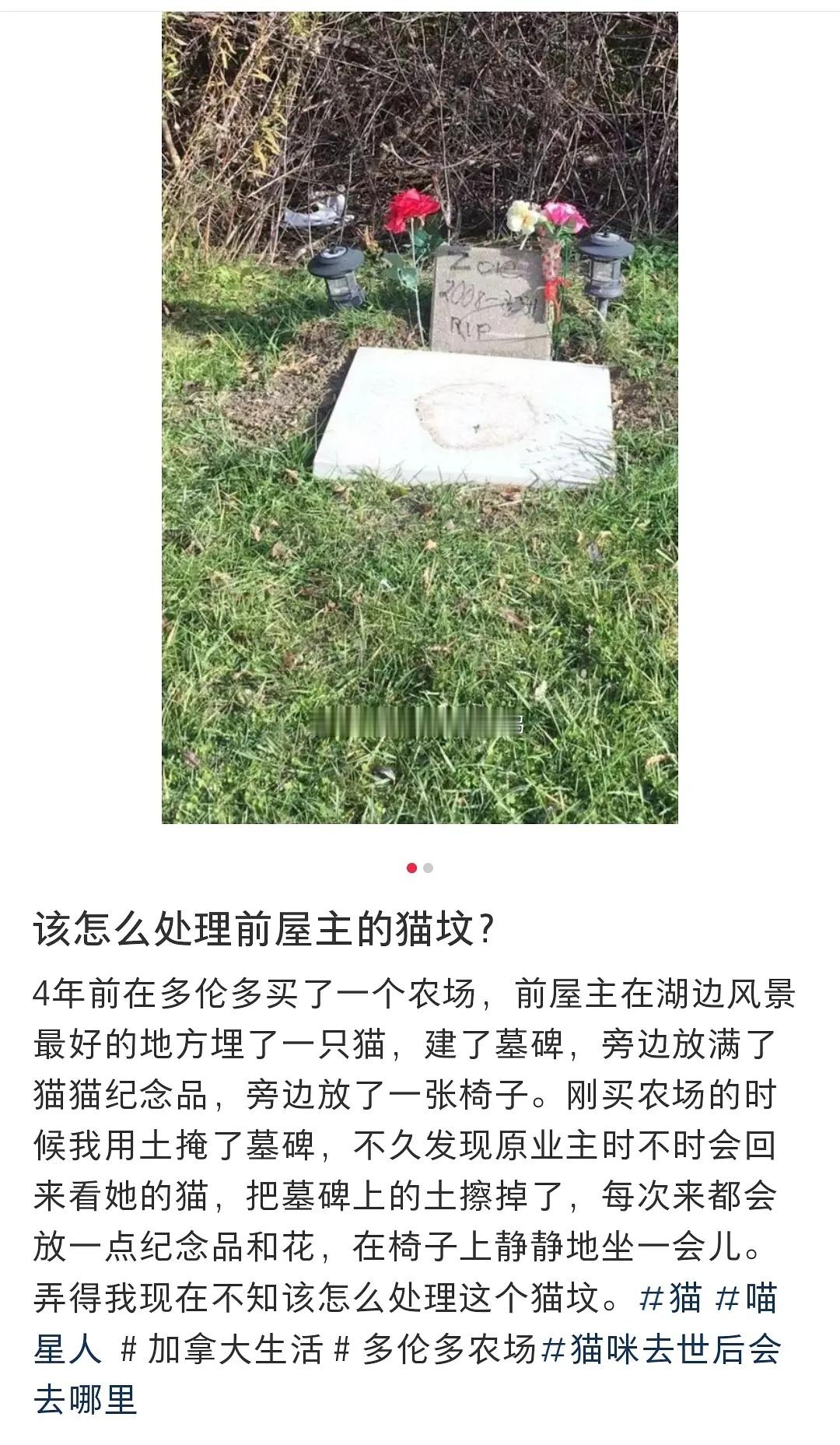 “该怎么处理前屋主的猫坟”🐱🐱​​​