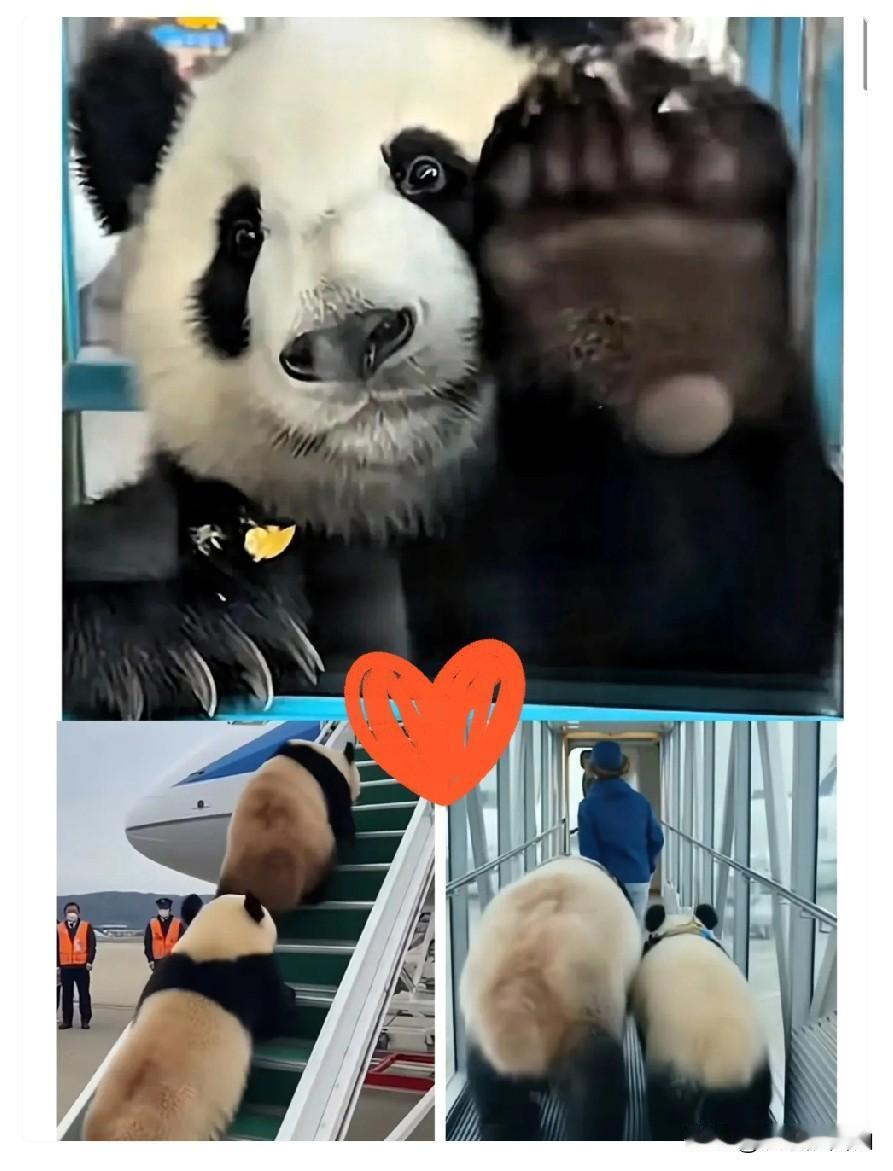 刚落地就扒着车窗跟国人打招呼的大熊猫，小爪子扒玻璃的样子也太可爱了！这两只国
