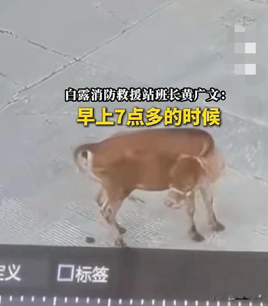 这牛太神了！黄牛3次跑到消防站，被赶走后又返回，竟是为了“报警”救掉下井的同伴