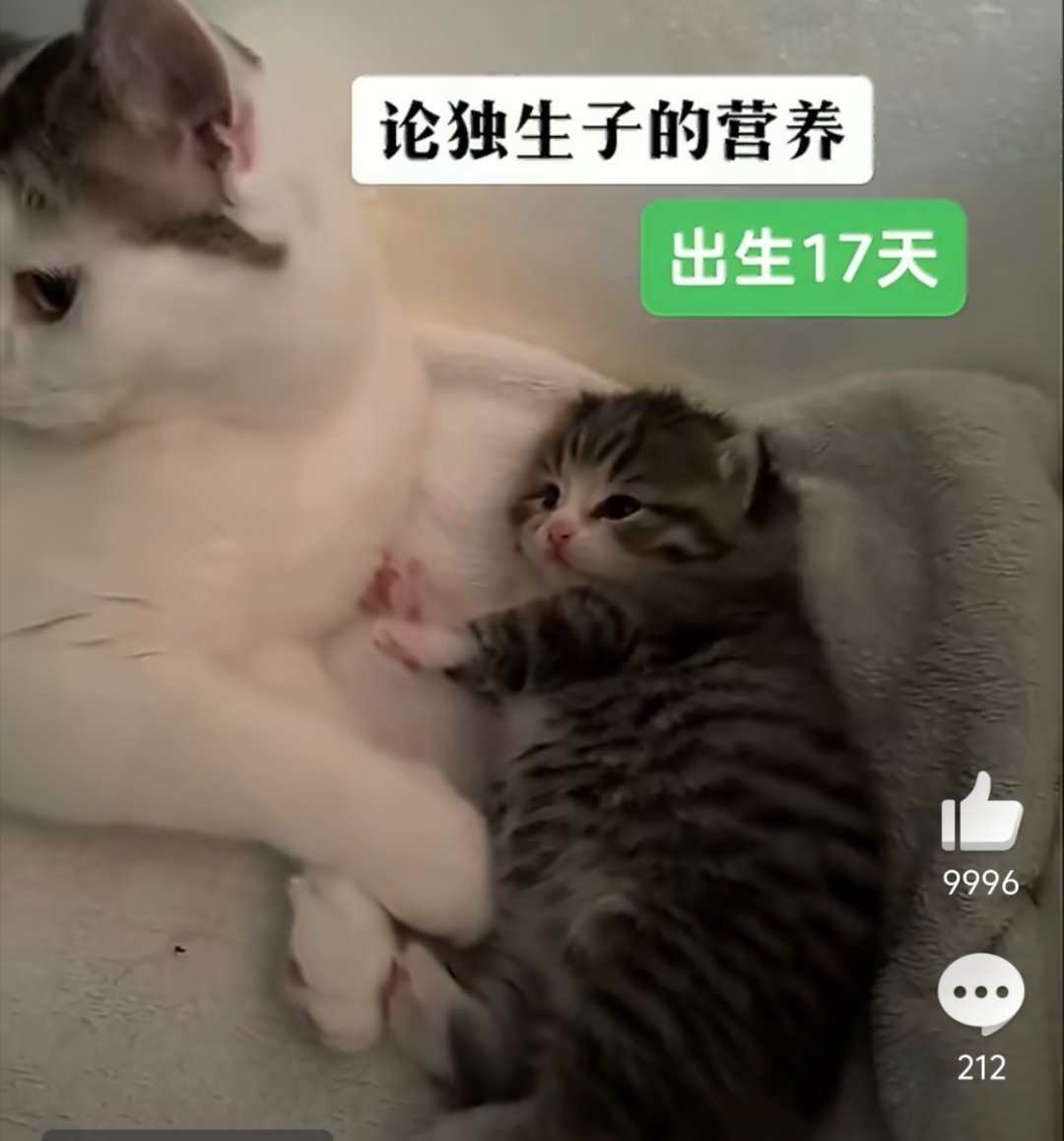 独生子小猫出生17天胖成猪咪小猫：抢食是什么，那也太不文明了吧