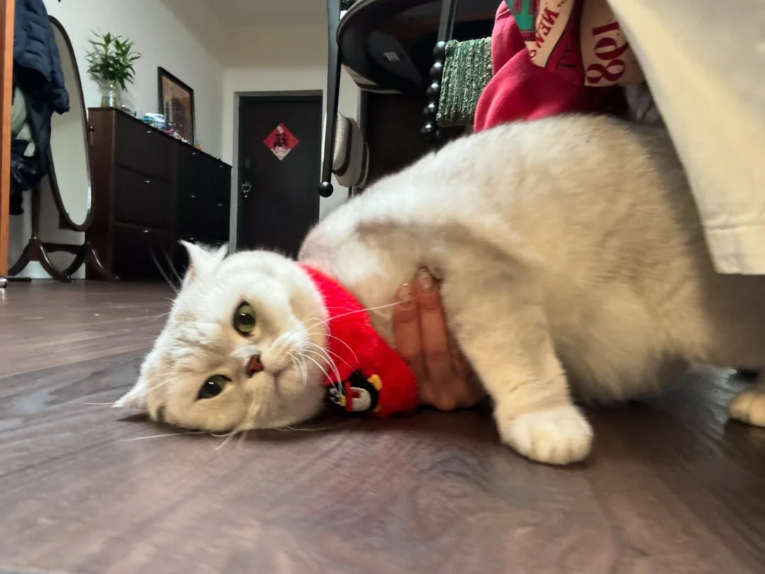 撒娇小喵戴围巾🧣