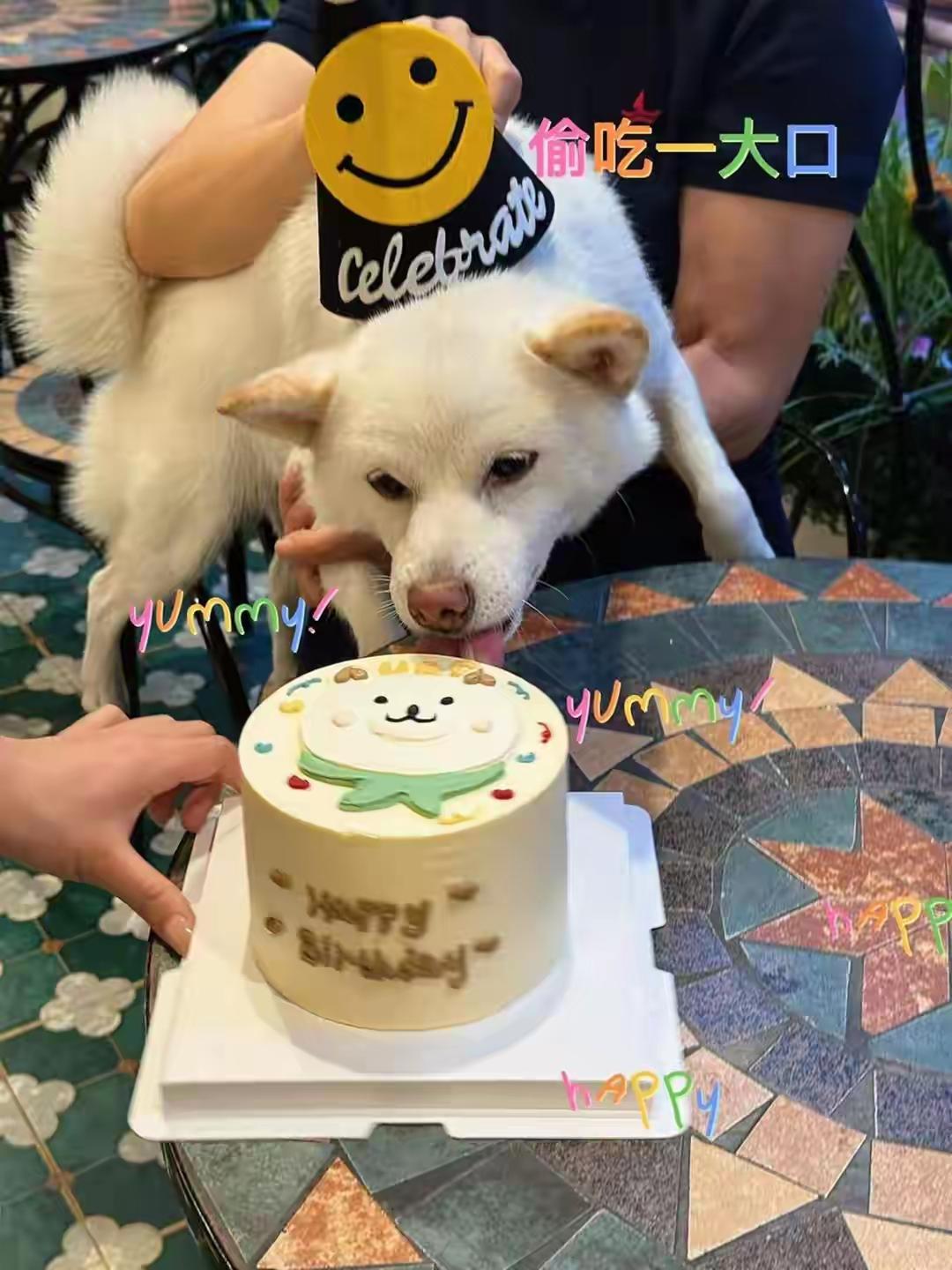 笑喷！苏州“十全街大馋狗”凭实力成网红，赖店讨食逼得主人充值500元家人们