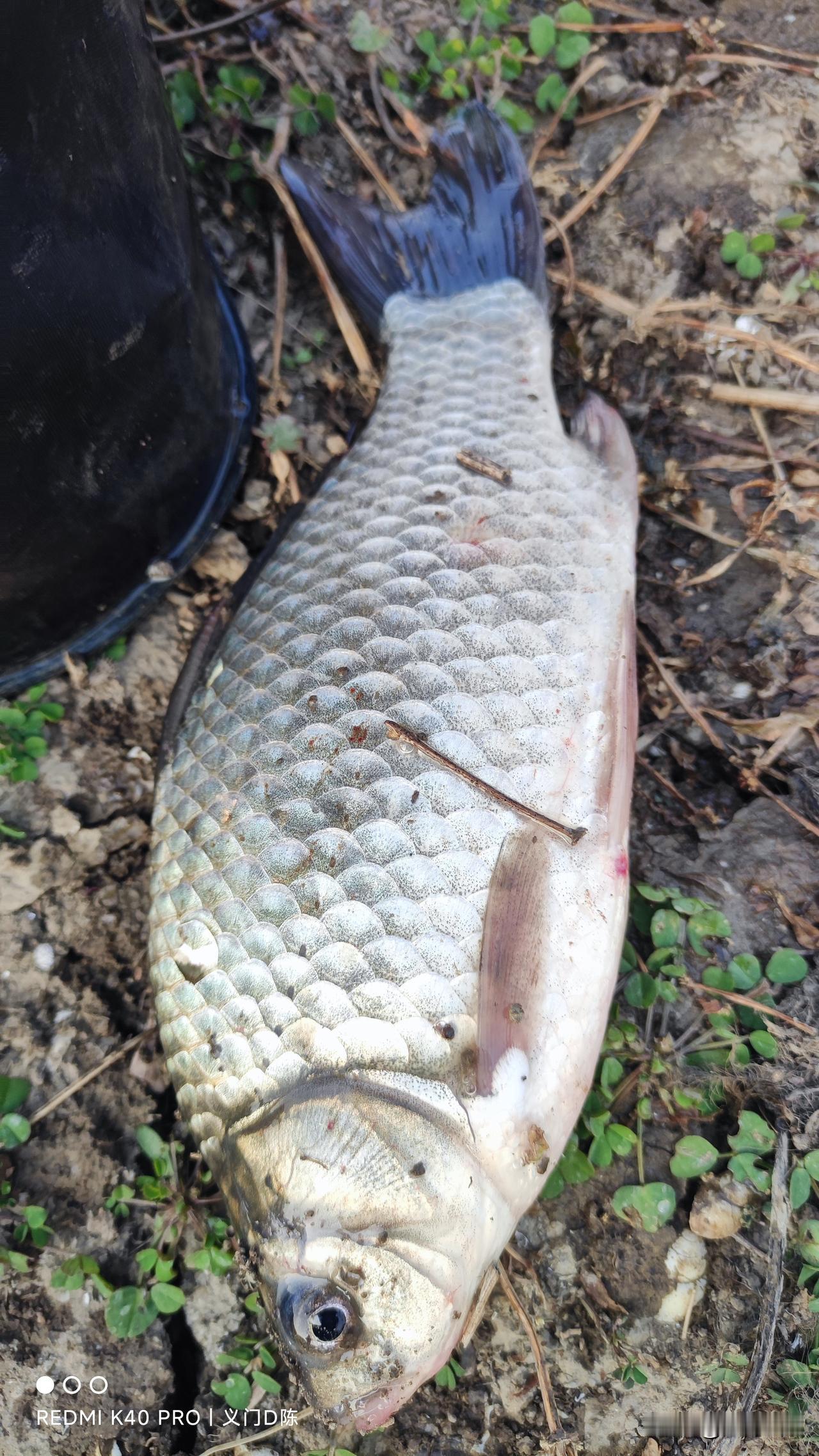 野钓选对合适的钓位比窝料、饵料、钓技、装备都重要多了。特别是冬天钓大板鲫，钓不