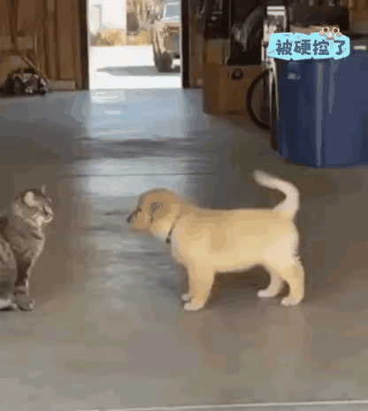 笑不活了！小奶狗这波“初生牛犊不怕虎”，直接把自己坑进“猫窝包围圈”里！