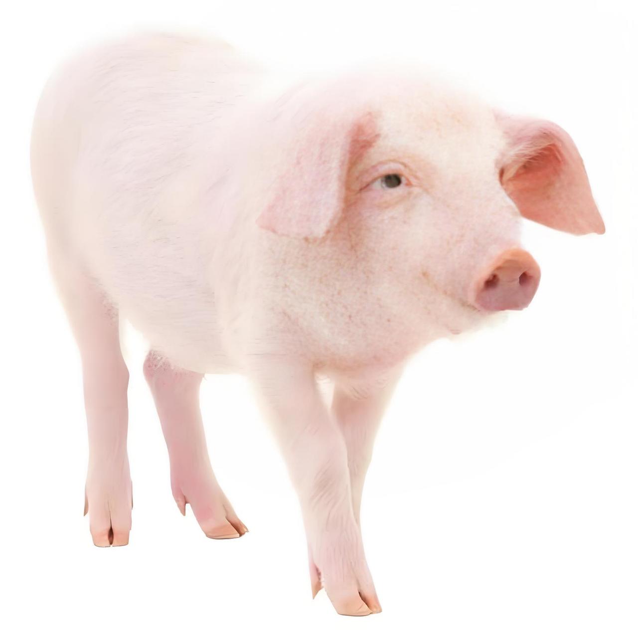 为什么现在的猪肉不香了现在的猪肉不香，大多数是喂养的时间太短，记得小时候我老家养