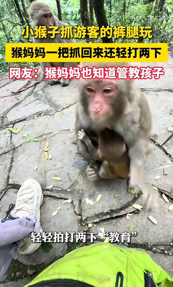 “太有灵性了！”6月5日报道，贵州，一小猴子扒拉游客的裤腿，猴妈妈看见后，把小猴